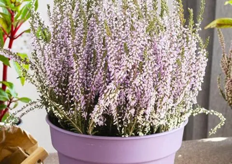 Heather Dunja (container 1 L), Plant seedlings, 4 pcs.