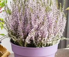 Heather Dunja (container 1 L), Plant seedlings, 4 pcs.