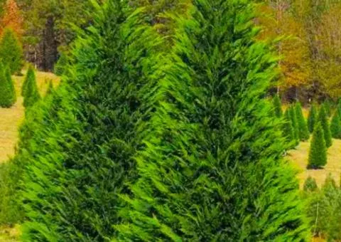 Leyland Cypress (0.5 L container), Coniferous plants, 1 pc.