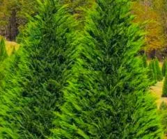 Leyland Cypress (0.5 L container), Coniferous plants, 1 pc.