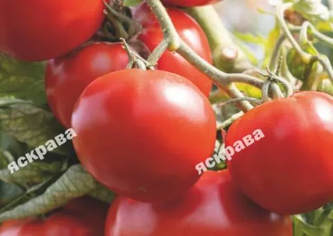 Tomato Valyutnyi 0.1 g, Vegetable seeds, 20 pcs.