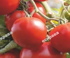 Томат Валютный 0.1 г, Семена овощей, 20 шт.