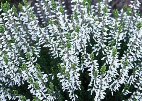 Heather Madonna (container 1 L), Plant seedlings, 4 pcs.