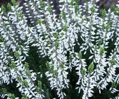 Heather Madonna (container 1 L), Plant seedlings, 4 pcs.