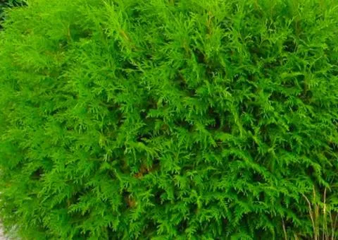 Thuja occidentalis 'Globosa' (0.5 L container), Coniferous plants, 10 pcs