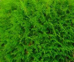 Thuja occidentalis 'Globosa' (0.5 L container), Coniferous plants, 10 pcs