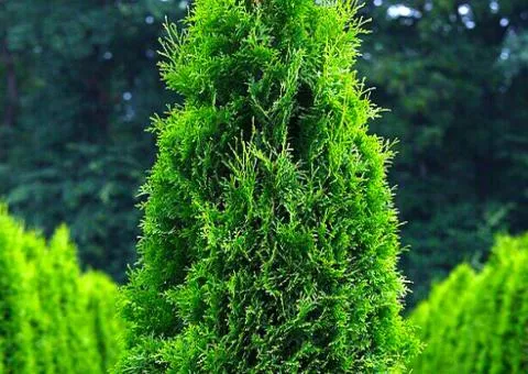 Thuja occidentalis 'Columna' (container 0.5 L), Conifers, 10 pcs
