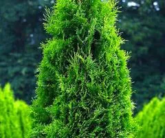 Thuja occidentalis 'Columna' (container 0.5 L), Conifers, 10 pcs