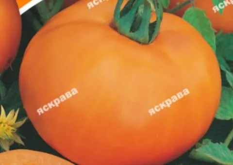 Томат Апельсин 2 г, Семена овощей, 10 шт.