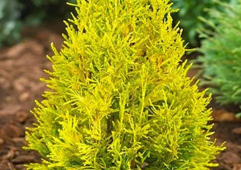 Thuja Forever Goldy (0.5 L container), Coniferous plants, 10 pcs.