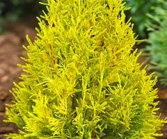 Thuja Forever Goldy (0.5 L container), Coniferous plants, 10 pcs.