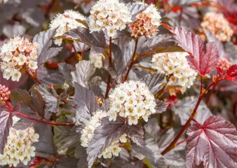 Physocarpus opulifolius 'Schuch' (2 L container), Plant seedlings, 4 pcs.