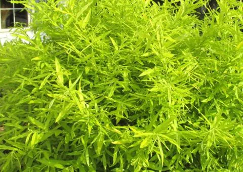 Willow 'Golden Sunshine' (2 L container), Plant seedlings, 10 pcs.