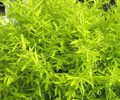 Willow 'Golden Sunshine' (2 L container), Plant seedlings, 10 pcs.