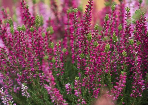 Heather Irma (1 L container), Plant seedlings, 4 pcs.