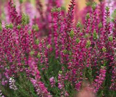 Heather Irma (1 L container), Plant seedlings, 4 pcs.