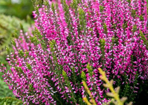 Heather Franca (container 1 L), Plant seedlings, 4 pcs.