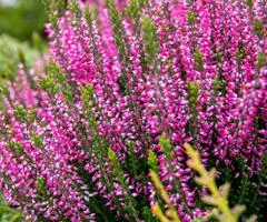 Heather Franca (container 1 L), Plant seedlings, 4 pcs.