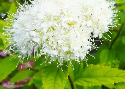 Спирея japonica Albiflora (контейнер 0.5 л), Саженцы растений, 1 шт.