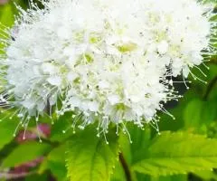 Спирея japonica Albiflora (контейнер 0.5 л), Саженцы растений, 1 шт.