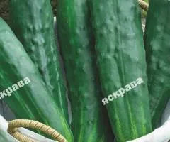 Огурец Осенний марафон 1.0 г, Семена овощей, 20 шт.