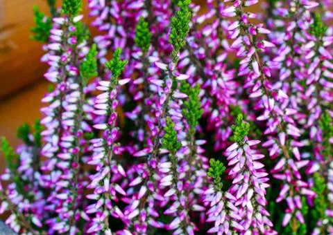 Верес Pink Bettina (контейнер 1 л), Саженцы растений, 4 шт.