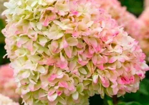 Hydrangea Living Summer Love (paniculata) (container 2.0 L), Plant seedlings, 4 pcs.