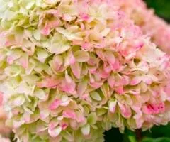 Гортензия Living Summer Love (метельчатая) (контейнер 2.0 л), Саженцы растений, 4 шт.