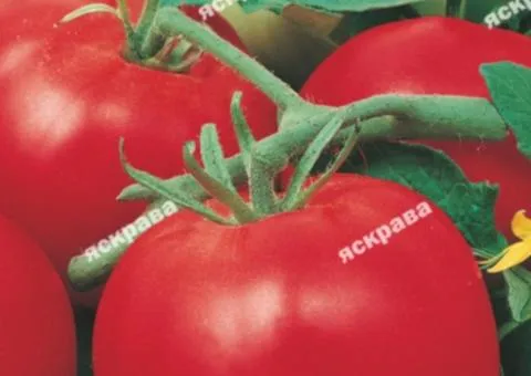 Tomato Volgogradskiy 3 g, Vegetable seeds, 10 pcs.