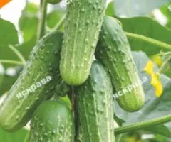 Огурец Родничок плюс F1 5 г, Семена овощей, 10 шт.
