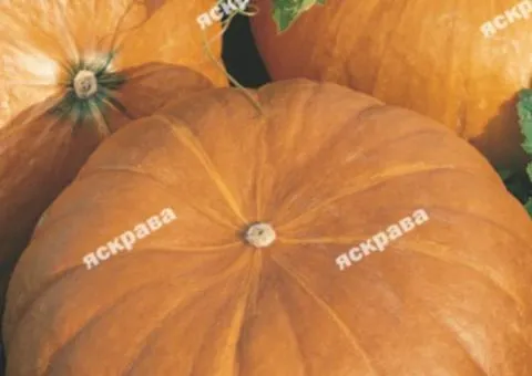 Тыква Стофунтовка 10 г, Овощные семена, 10 шт.