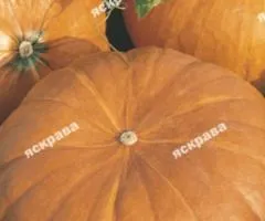 Тыква Стофунтовка 10 г, Овощные семена, 10 шт.