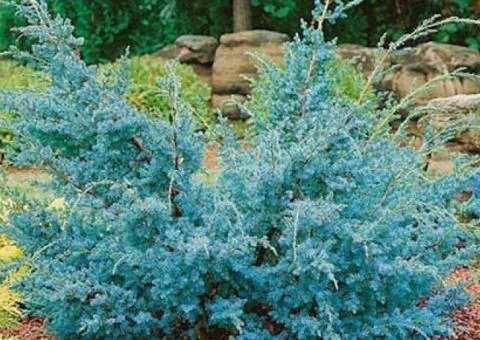 Можжевельник китайский Blue Alps (контейнер 0.5 л), Хвойные растения, 10 шт.