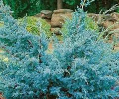 Можжевельник китайский Blue Alps (контейнер 0.5 л), Хвойные растения, 10 шт.
