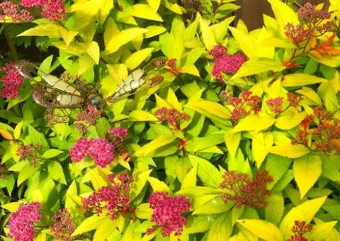 Spirea 'Candlelight' (0.5 L container), Plant seedlings, 5 pcs