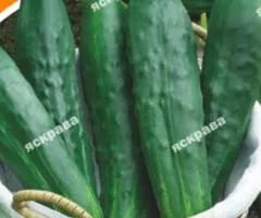 Огурец Осенний марафон 10 г, Семена овощей, 10 шт.