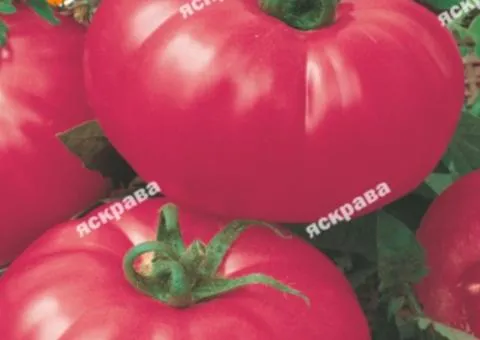 Tomato Pink Giant 2 g, Vegetable Seeds, 10 pcs