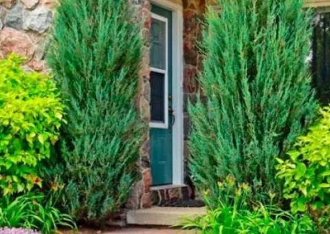 Juniper 'Skyrocket' (container 2.0 L), Coniferous plants, 4 pcs.