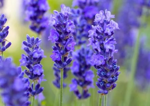 Lavender Grappenhall (Grappenhall) (2.0 L container), Plant seedlings, 4 pcs.