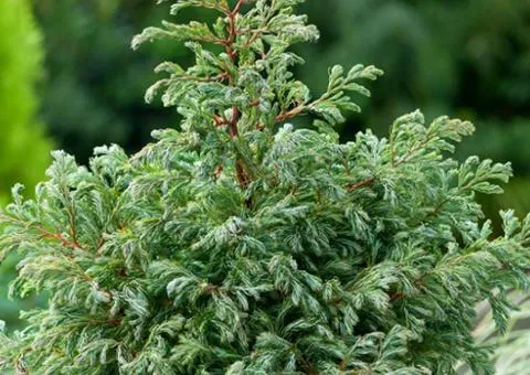 Chamaecyparis Boulevard (0.5 L container), Coniferous plants, 10 pcs