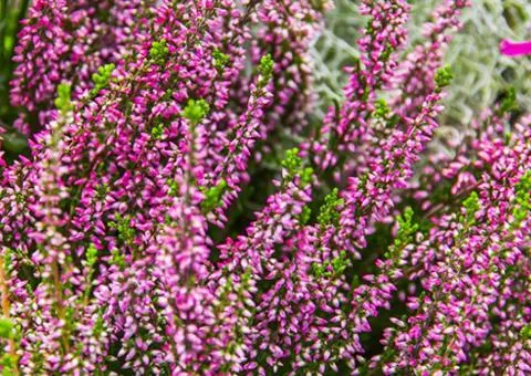 Heather Lilly (1 L container), Plant seedlings, 4 pcs