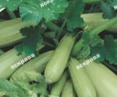 Кабачок кустовой Чаклун 10 г, Семена овощей, 10 шт.