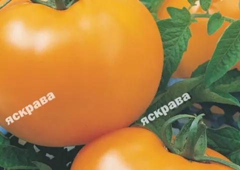 Tomato Zolota teshcha 0.1 g, Vegetable seeds, 20 pcs