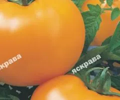 Томат Золота теща 0.1 г, Семена овощей, 20 шт.