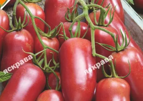 Tomato Donkey's Ears 0.1 g, Vegetable Seeds, 20 pcs