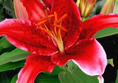 Tiger Lily Oriental Red Flash 12/14, Bulbs and Tubers, 10 pcs.