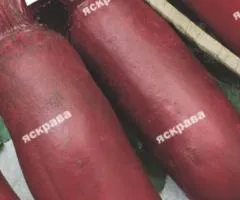 Свекла Цилиндра 10 г, Семена овощей, 10 шт.