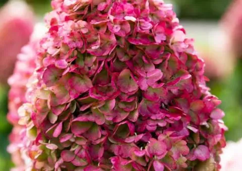 Hydrangea Living Pinky Promise (panicle) (container 0.5 l), Plant seedlings, 10 pcs.
