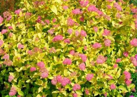 Spiraea "Golden Princess" (0.5 L container), Plant seedlings, 5 pcs