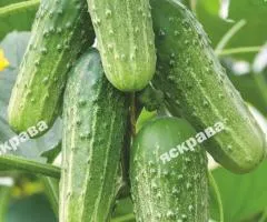 Огурец Верные друзья F1 0.5 г, Семена овощей, 20 шт.